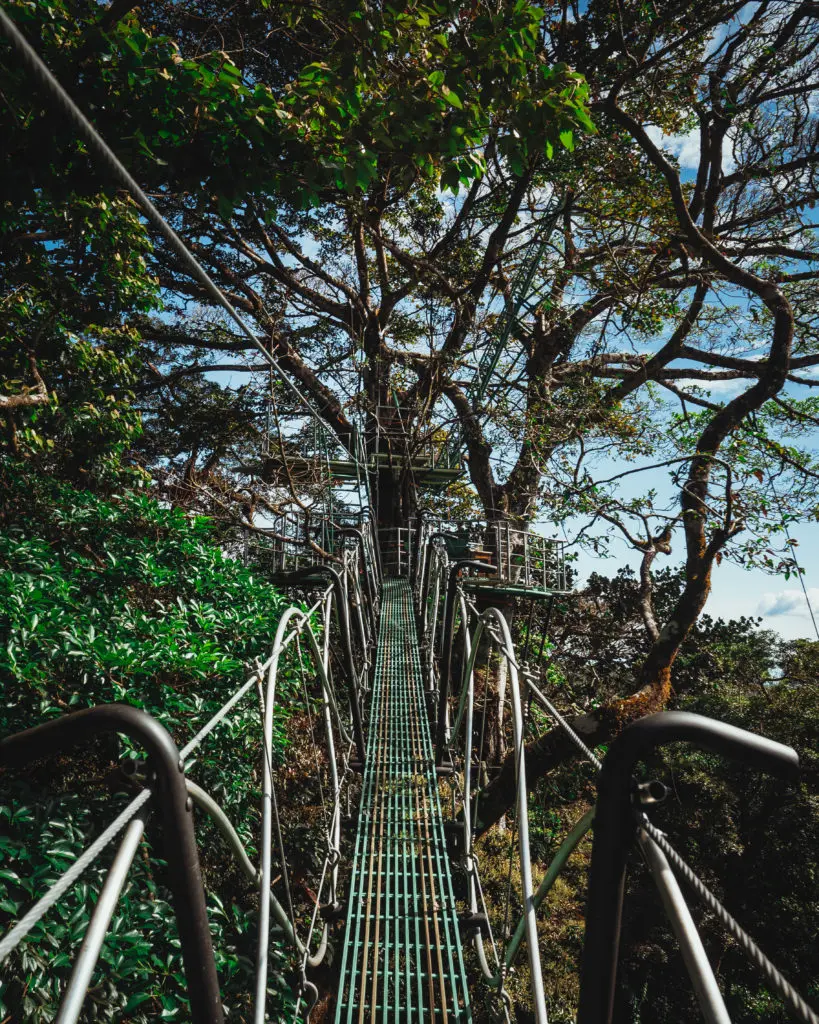 Savia_Costa_Rica_Monteverde_experience_arbres