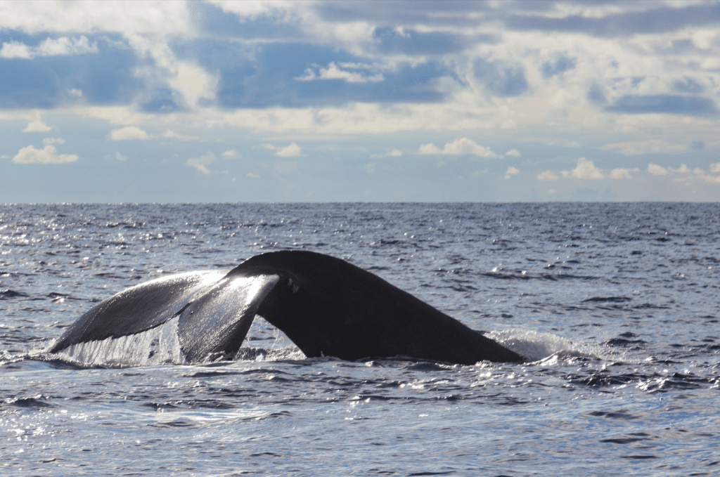 baleines-Uvita-Costa-Rica-bateau-excursion