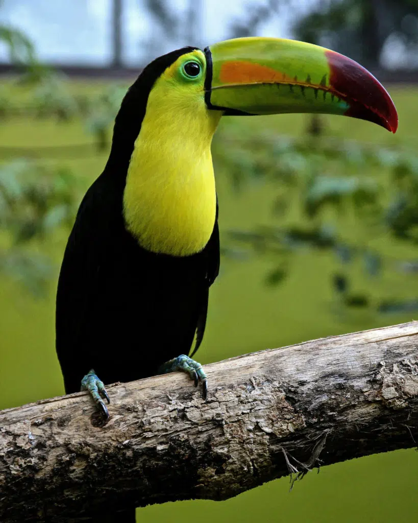 observation-oiseaux-toucan-Uvita-Costa-Rica