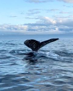 Orca Spirit Adventure - observation des baleines