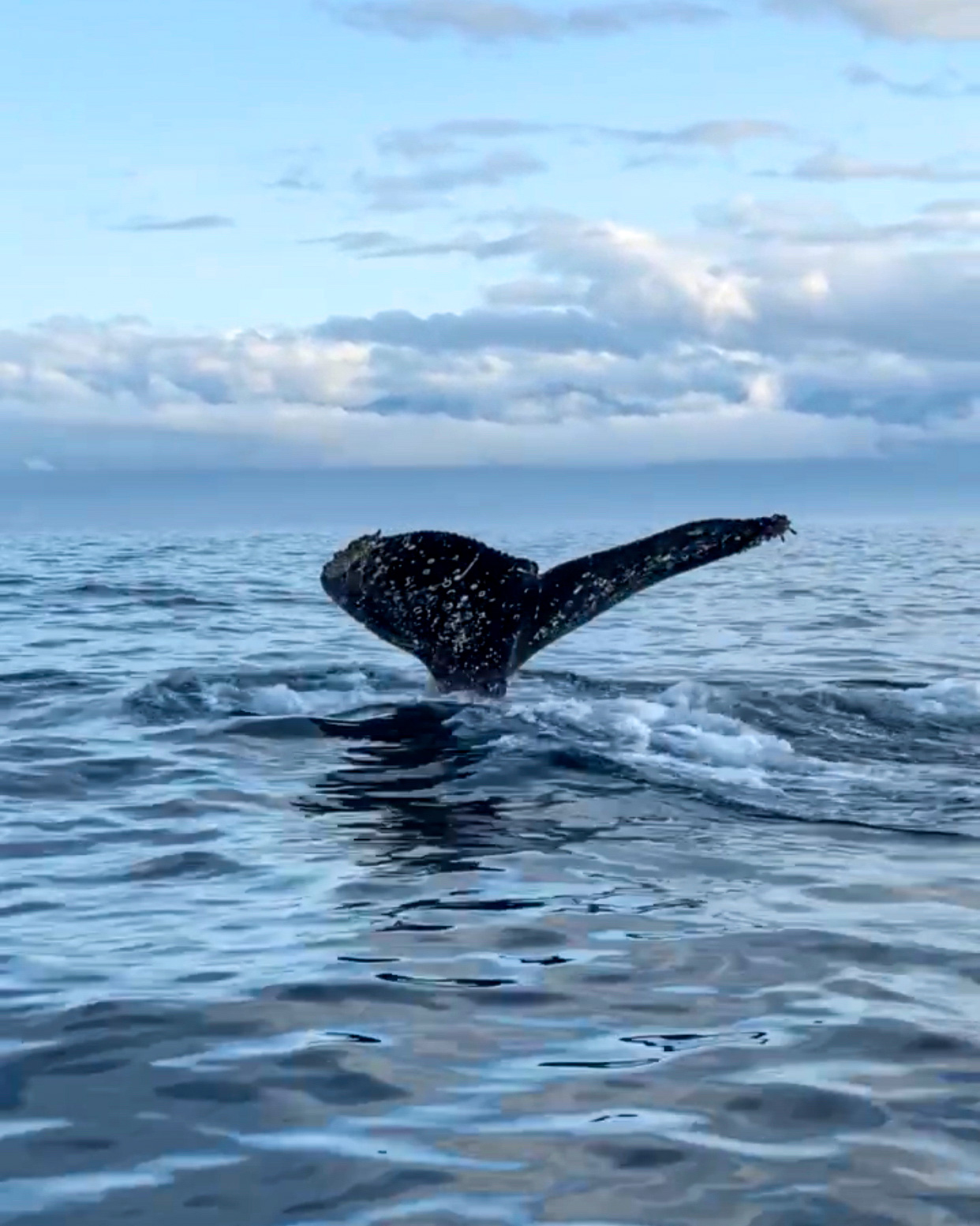 Orca Spirit Adventure - observation des baleines