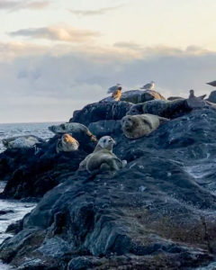 Excursion pour voir les Baleines et les phoques à Victoria, BC