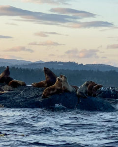 Observer les baleines et la faune en Colombie-Britannique