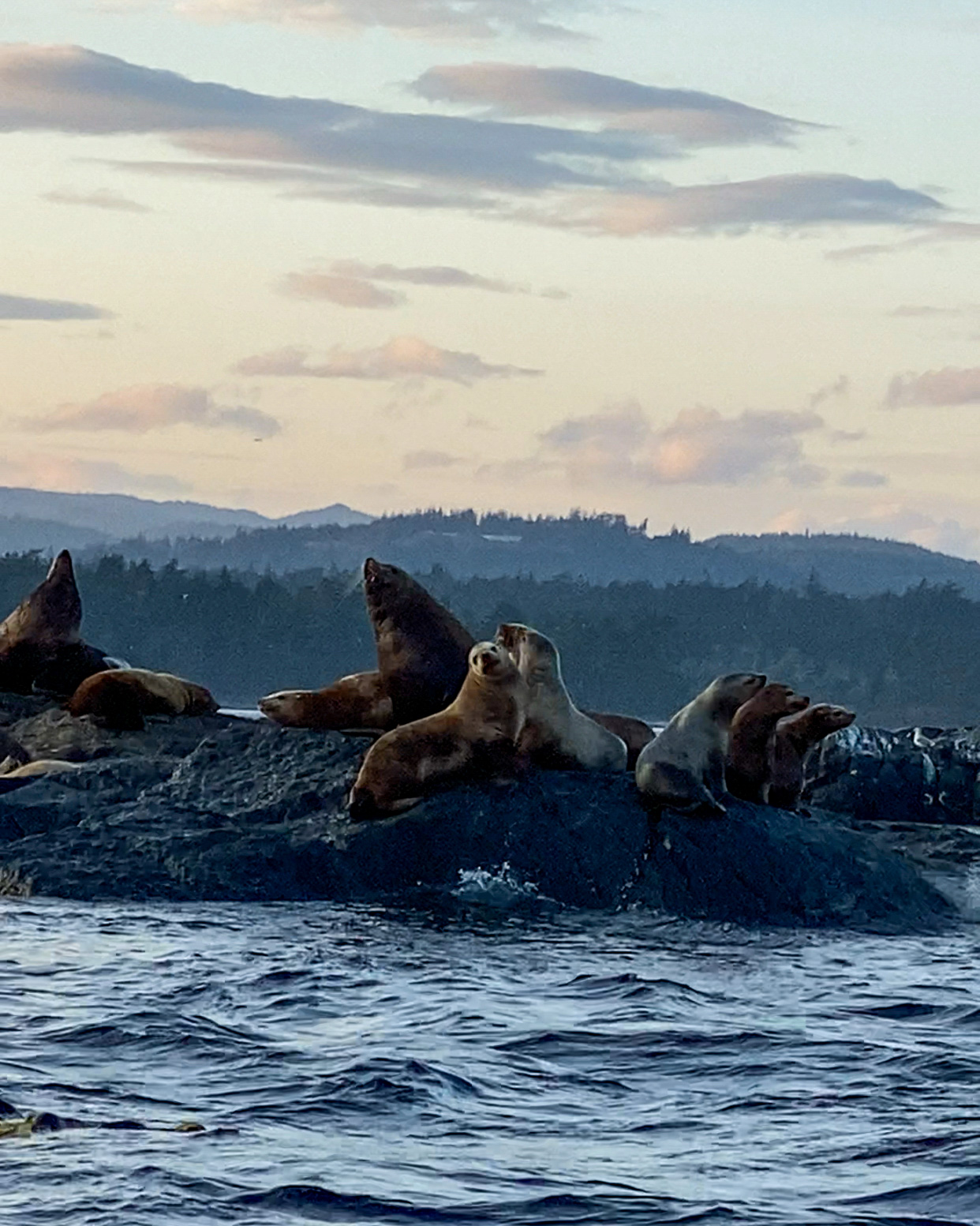 Observer les baleines et la faune en Colombie-Britannique