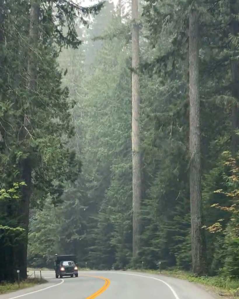 Observation arbres géants sur l'île de Vancouver au Canada