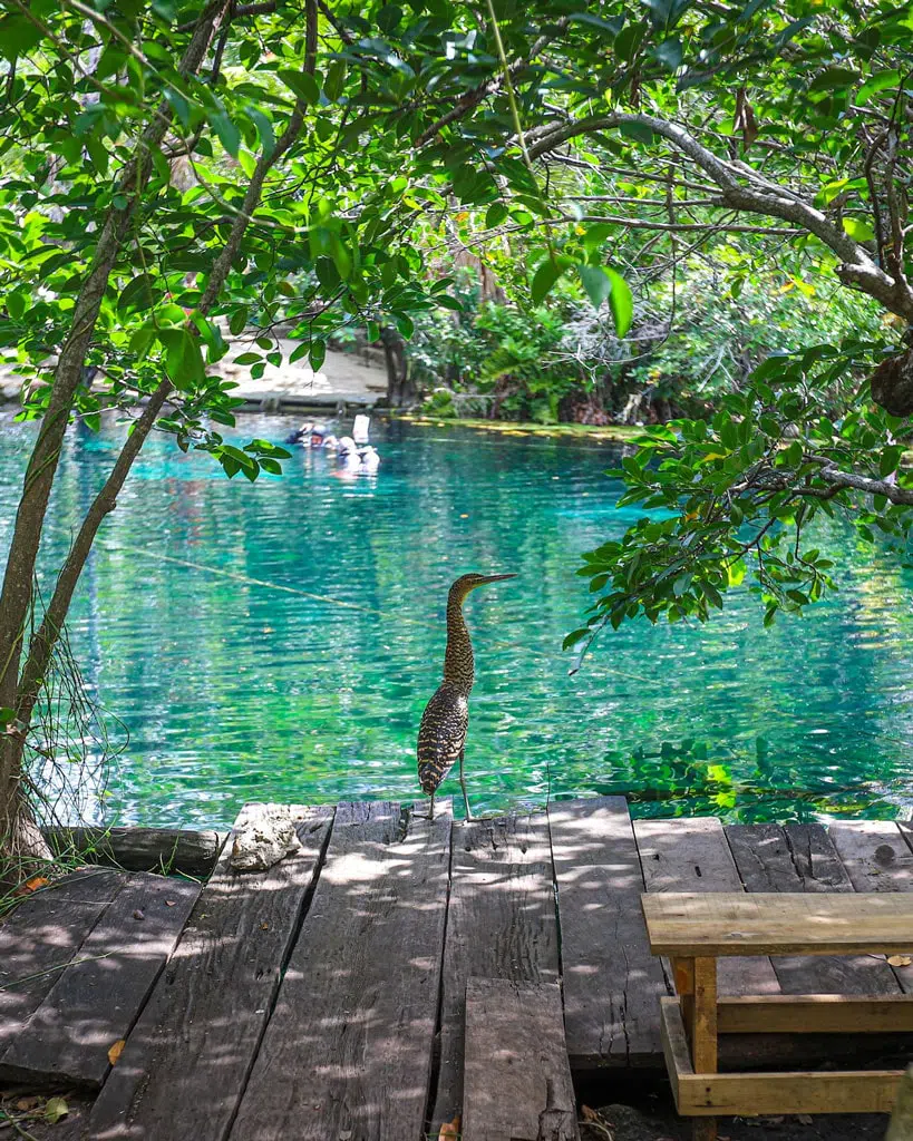 Nager dans le cénote carwash entre Tulum et Coba au Mexique