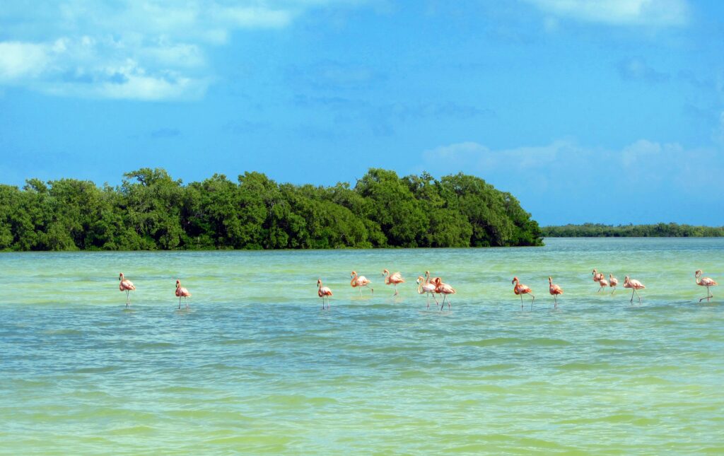 voir-flamants-rose-holbox-mexique