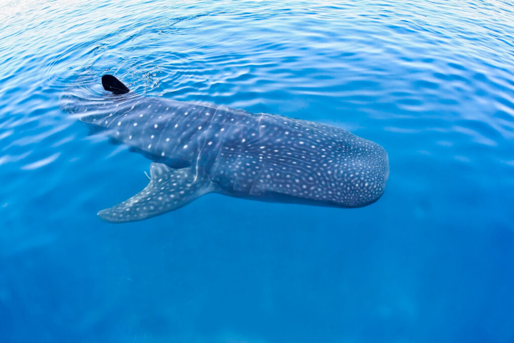 Requin-baleine nageant à Holbox